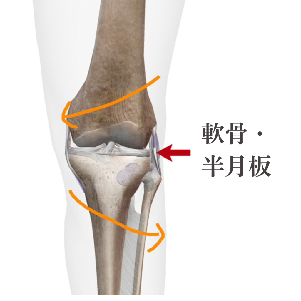 膝関節画像